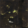 Jack Wolfskin TEEN AOP FLEECE K - Midlayer bei PeakStyle